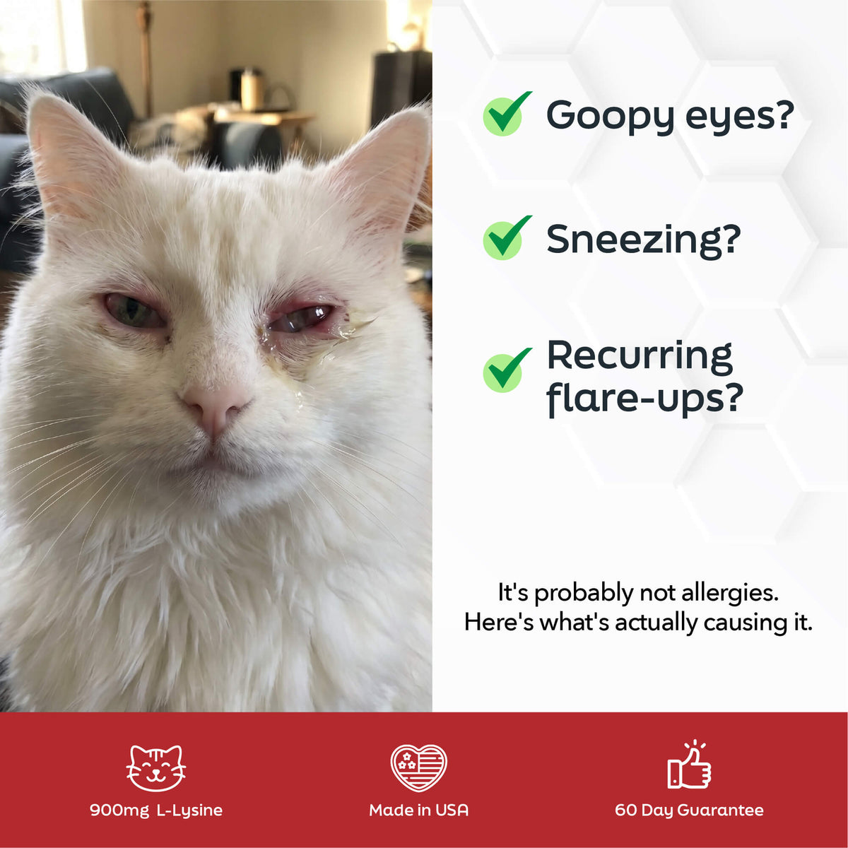 L-Lysine for Cats
