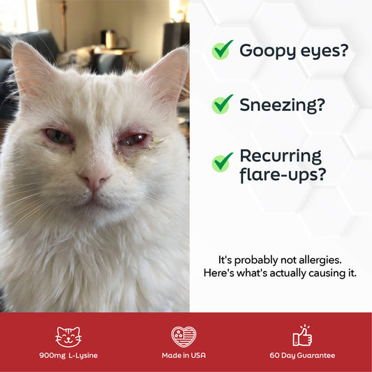 L-Lysine for Cats