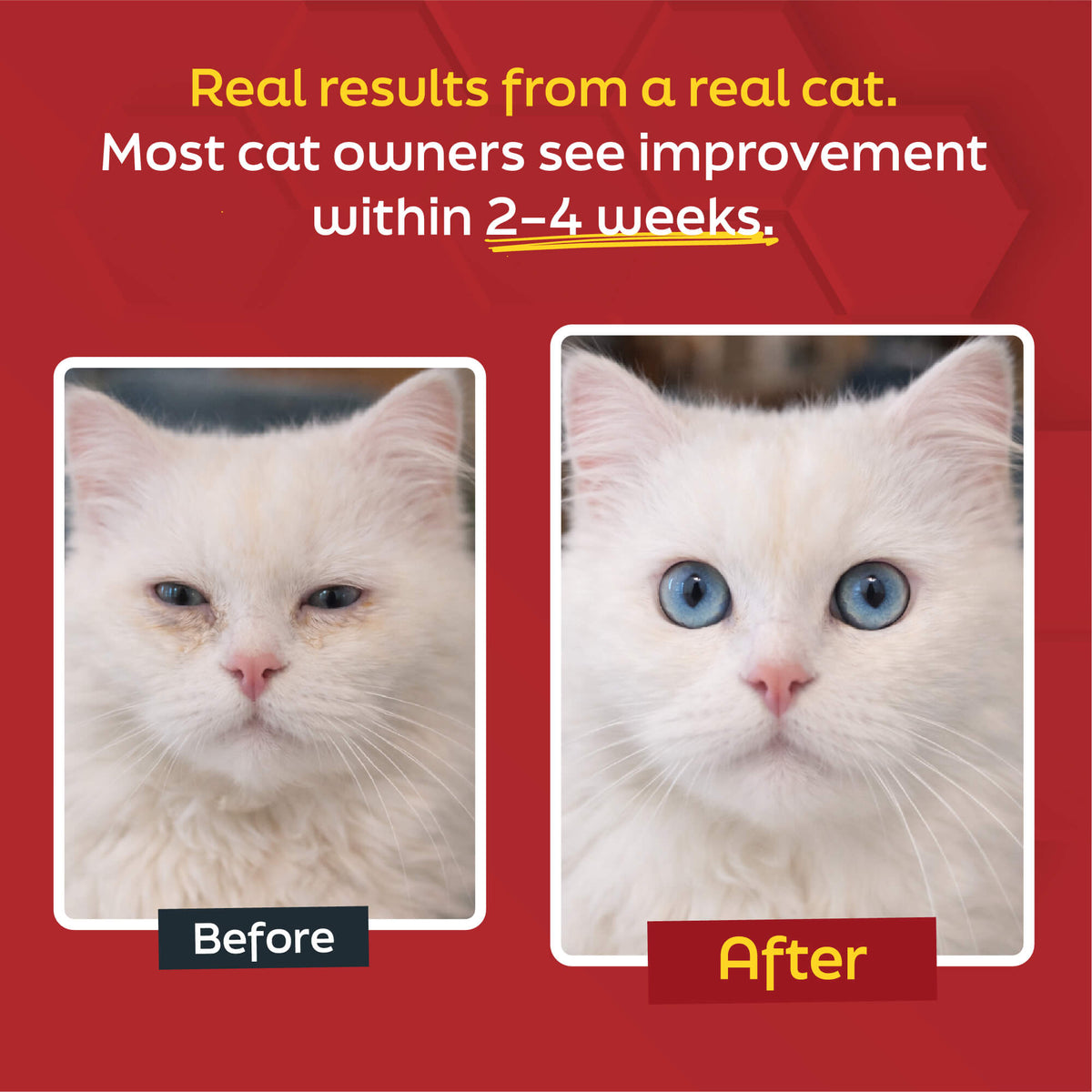 L-Lysine for Cats