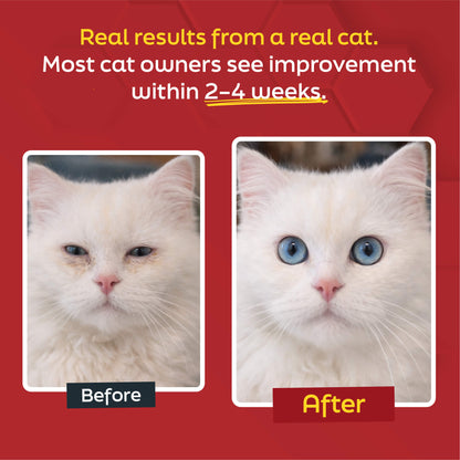 L-Lysine for Cats