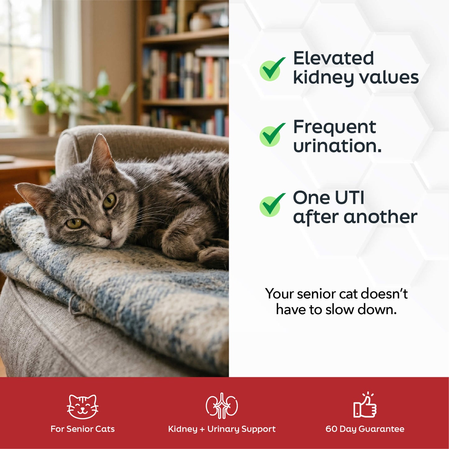 Renew - Kidney & Urinary Support For Cats