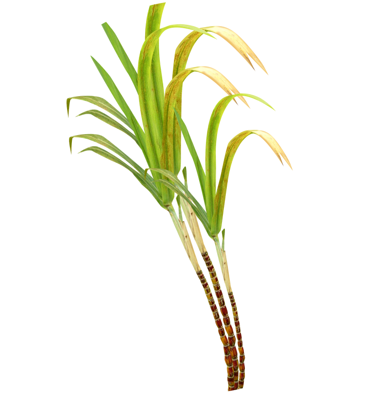 files/Group_1171275614.png